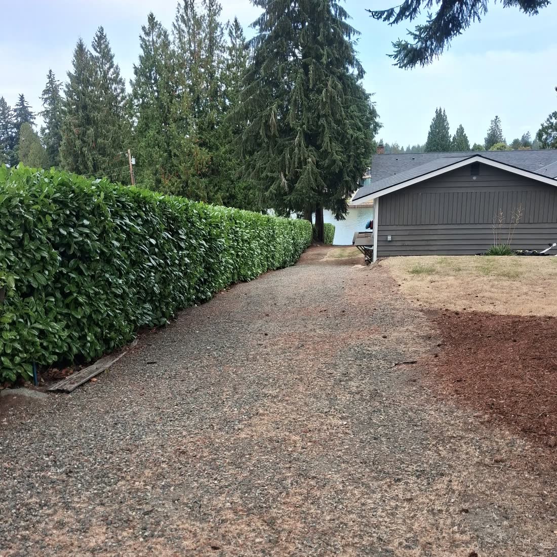 A long laurel hedge trimmed flat and even beside a gravel drive.