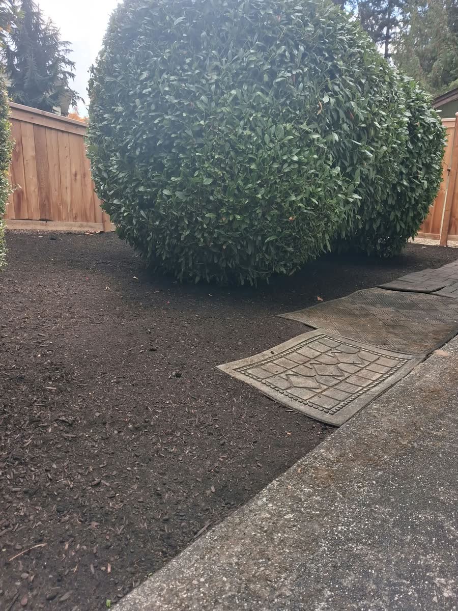 A large round shrub over a freshly cleaned bed beside a paved path.