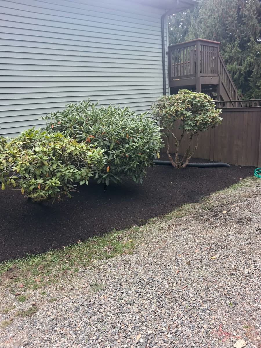 Fresh dark soil under rhododendrons along a house wall and gravel drive.