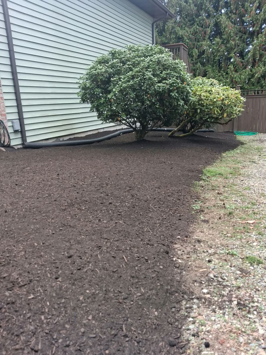 A round shrub in a fresh dark bed along the side of a house.