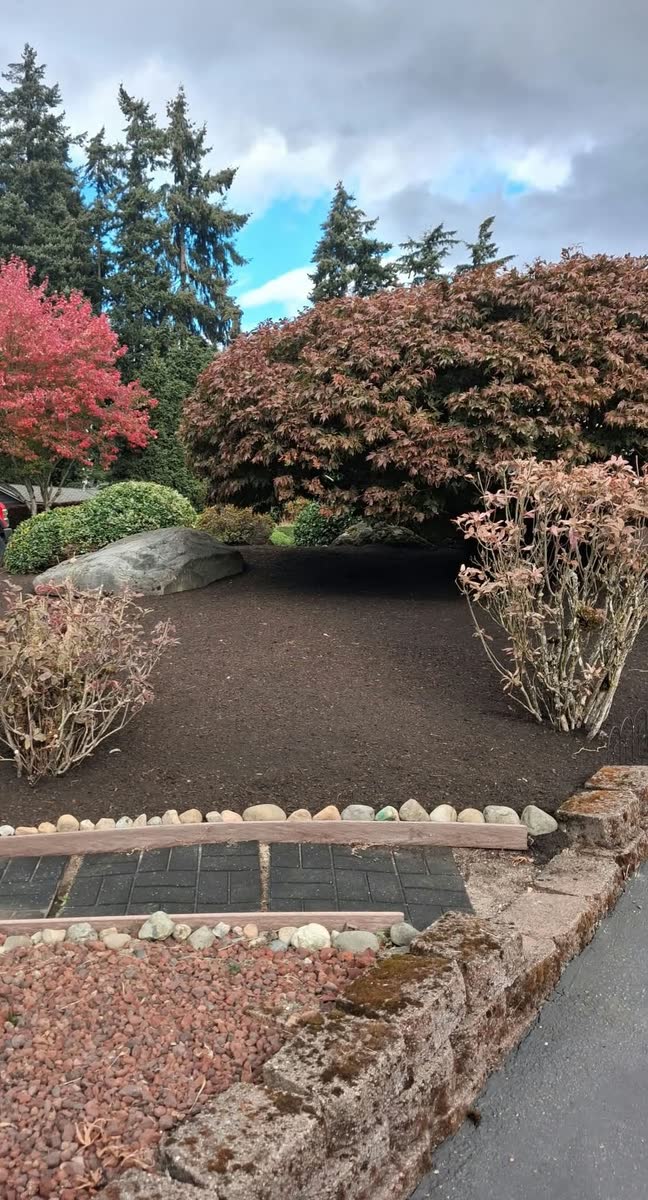 A red-leafed tree and shrubs over a cleaned bed above a low wall.