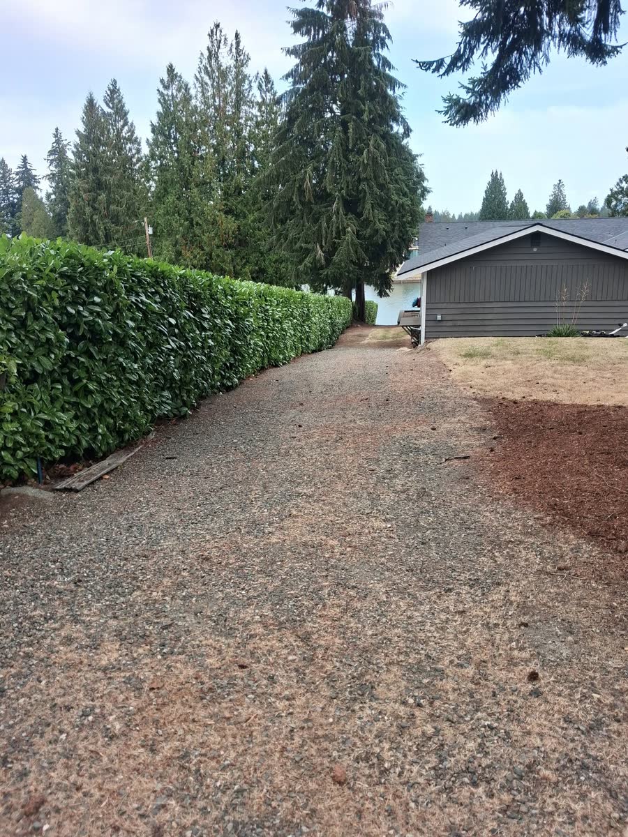 A long laurel hedge trimmed flat beside a gravel drive.