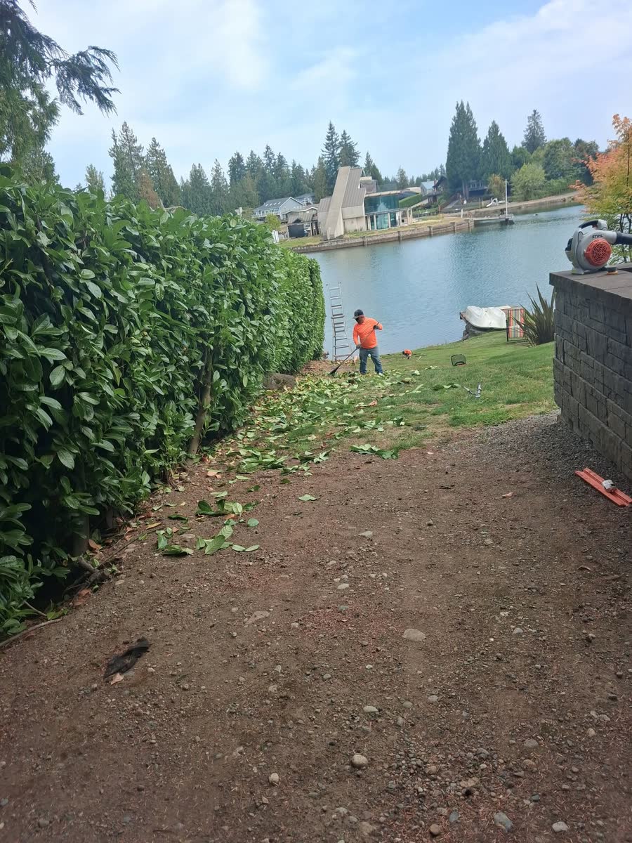The same laurel hedge trimmed flat and even beside the lake.