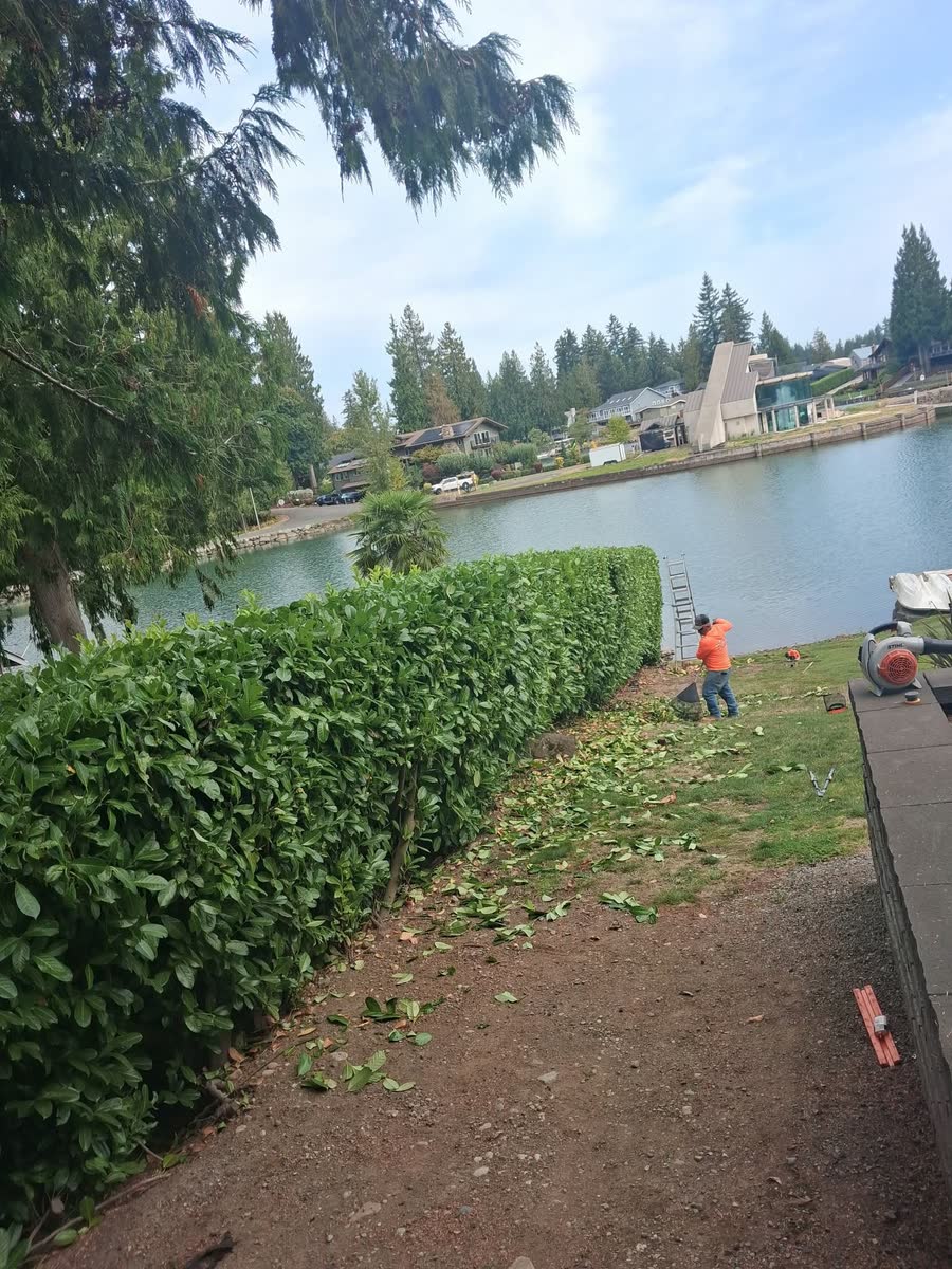 A long laurel hedge beside a lake, being trimmed by the crew.