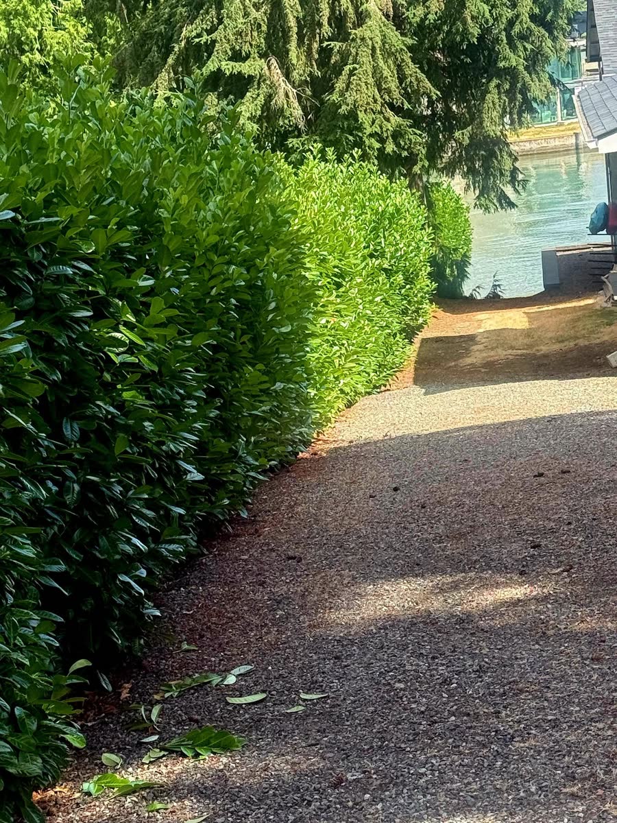 A trimmed hedge along a gravel path toward a lake.