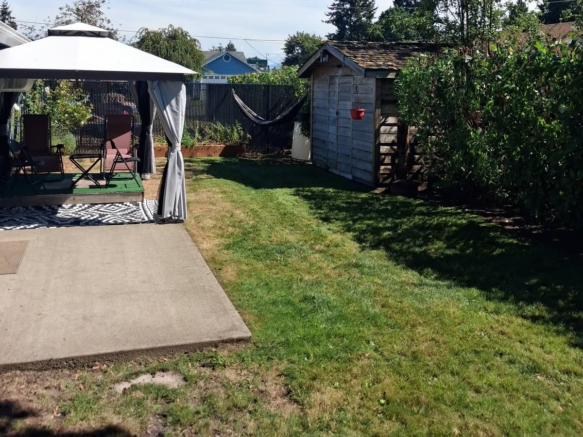 A cut back lawn beside a gazebo on a patio, a hedge and shed behind.