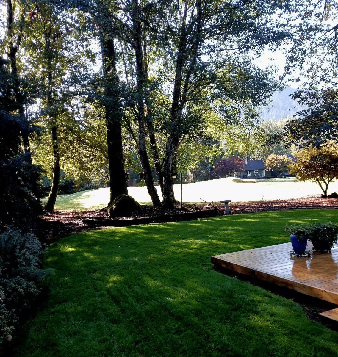 A green back lawn and a wooden deck under tall trees, open sunlit grass beyond.