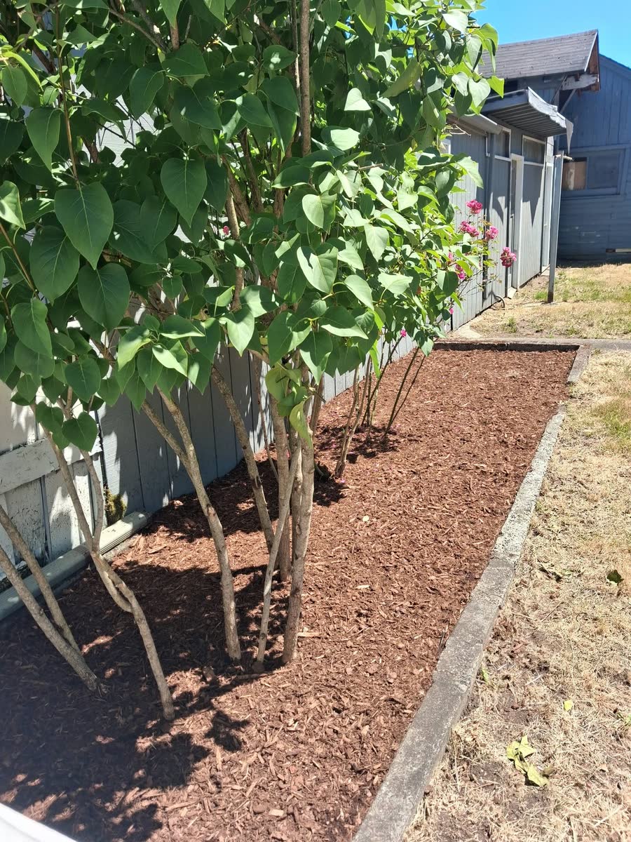 A fresh bark bed under small trees along a house.