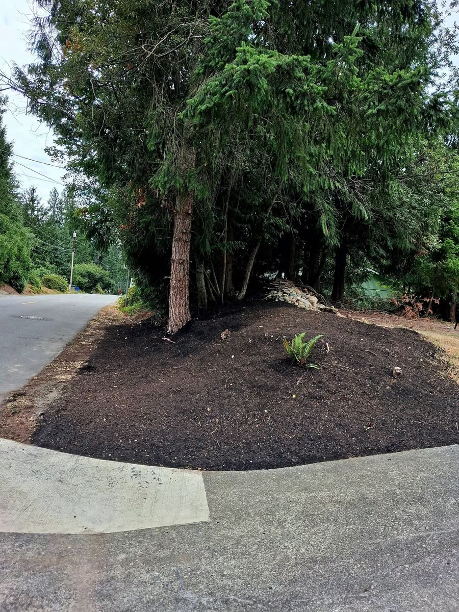 Fresh dark mulch around a tree on a corner beside a road.