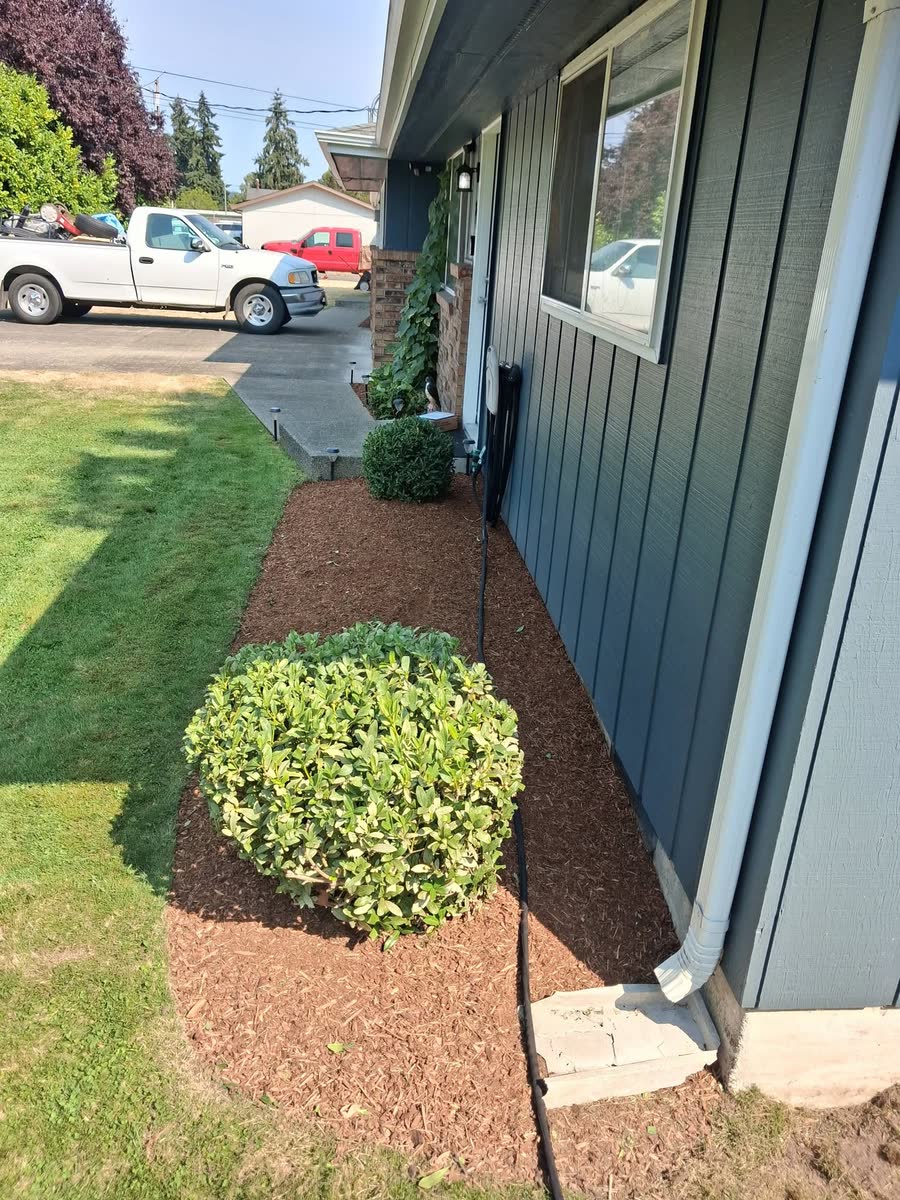 A fresh bark bed with a round shrub along a blue-grey house.