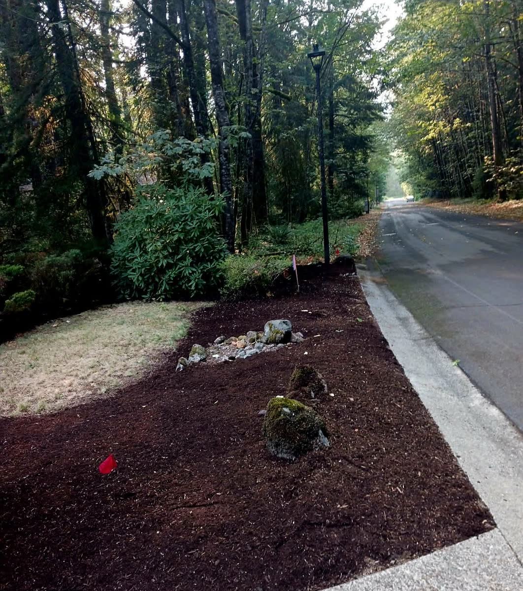 A fresh bark bed with lights and young shrubs along a wooded road.