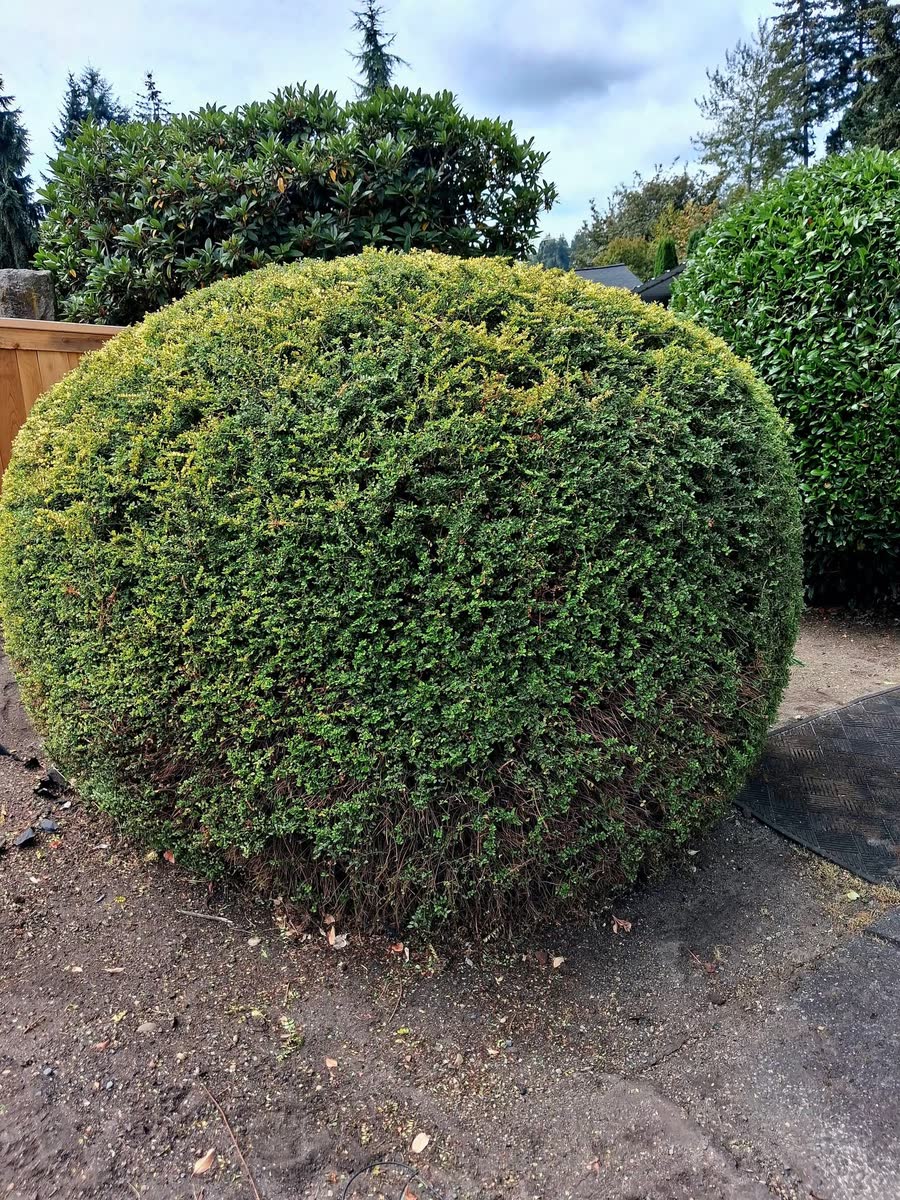 A large shrub trimmed into a clean dome over a fresh bed.
