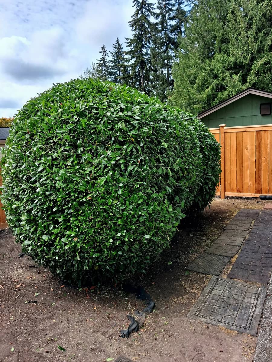 Shrubs trimmed into tight rounded shapes beside a wooden gate.