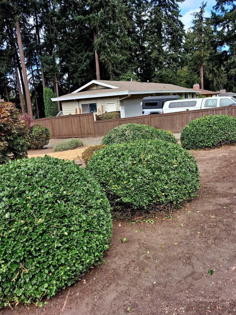 A row of shrubs trimmed into rounded shapes in a front yard.