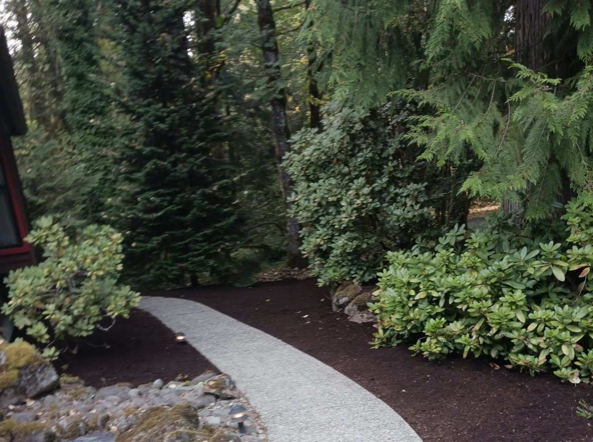 A clean walkway curving through evergreen shrubs and bark.